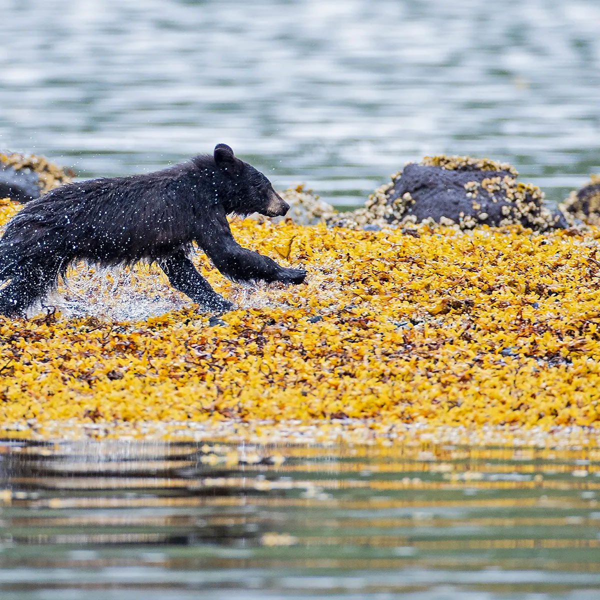 a dog swimming in a body of water