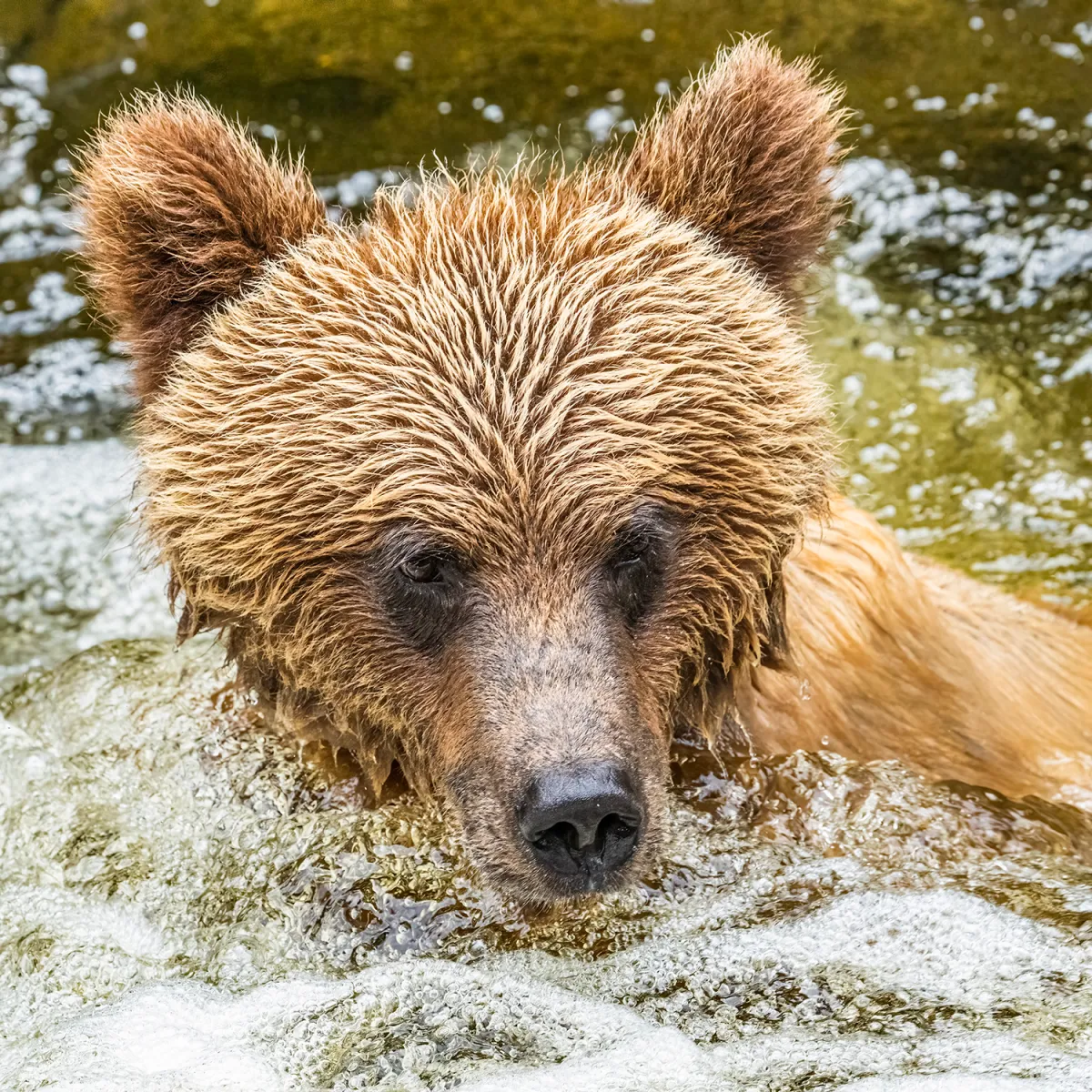 a brown bear swimming in the water