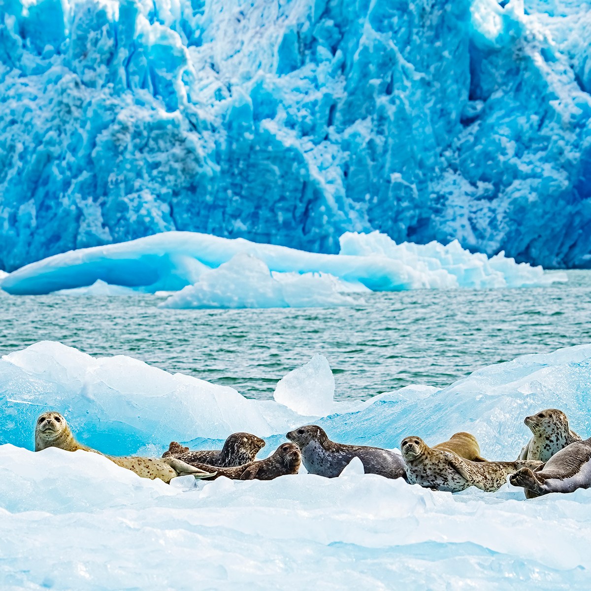 a flock of birds standing on top of a snow covered mountain