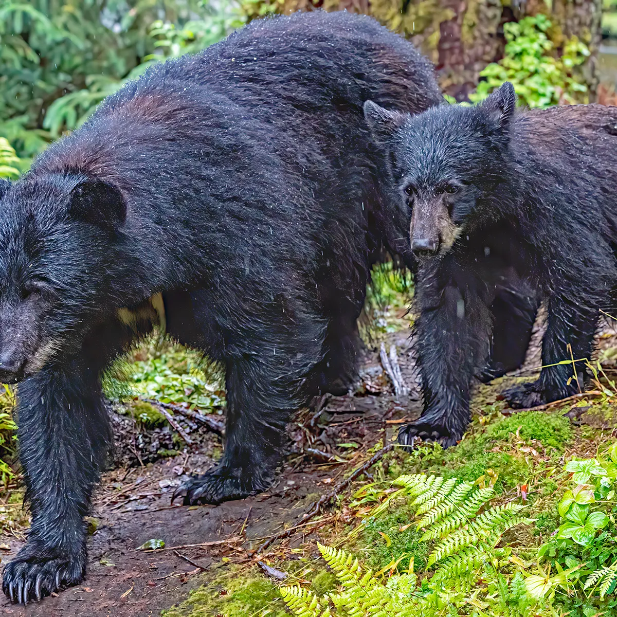 a large brown bear walking through a forest