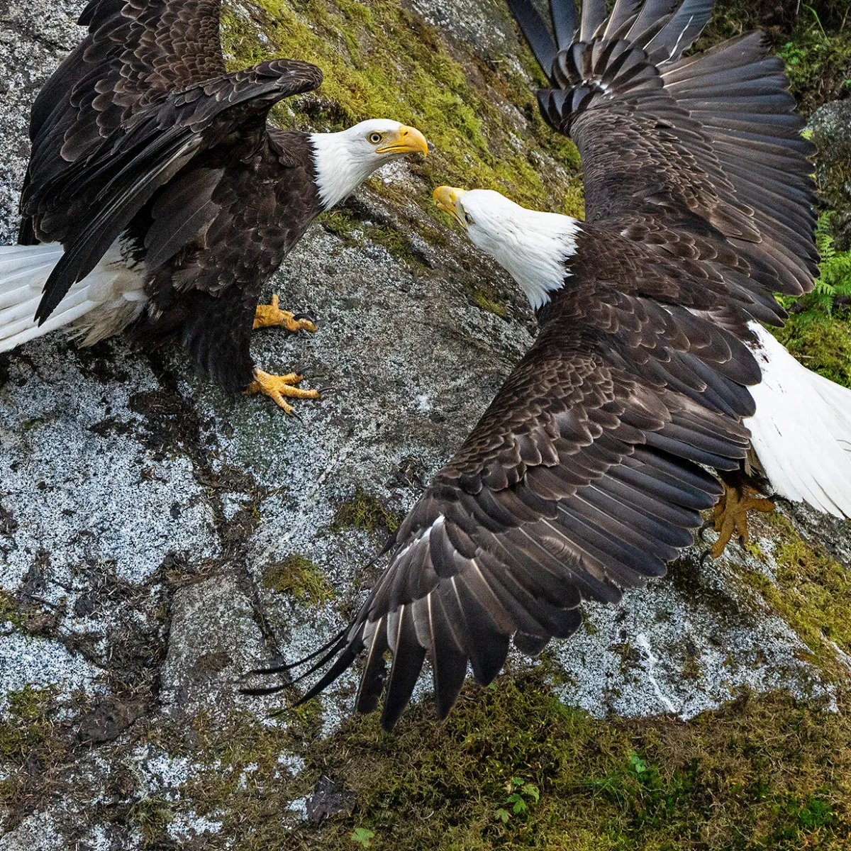 a bird sitting on a rock