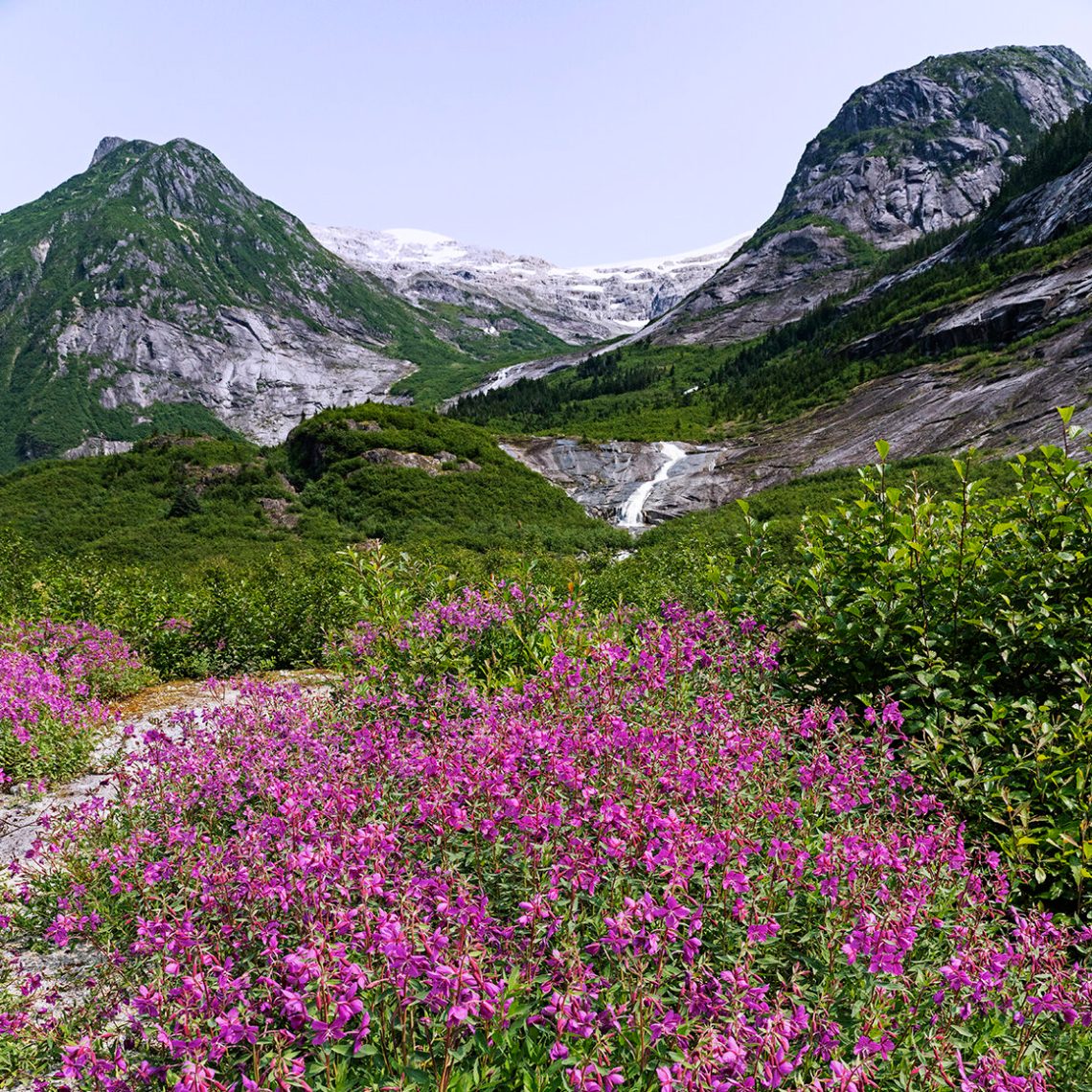 a purple flower with a mountain in the background
