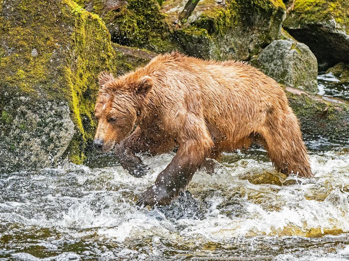 a brown bear walking across a river