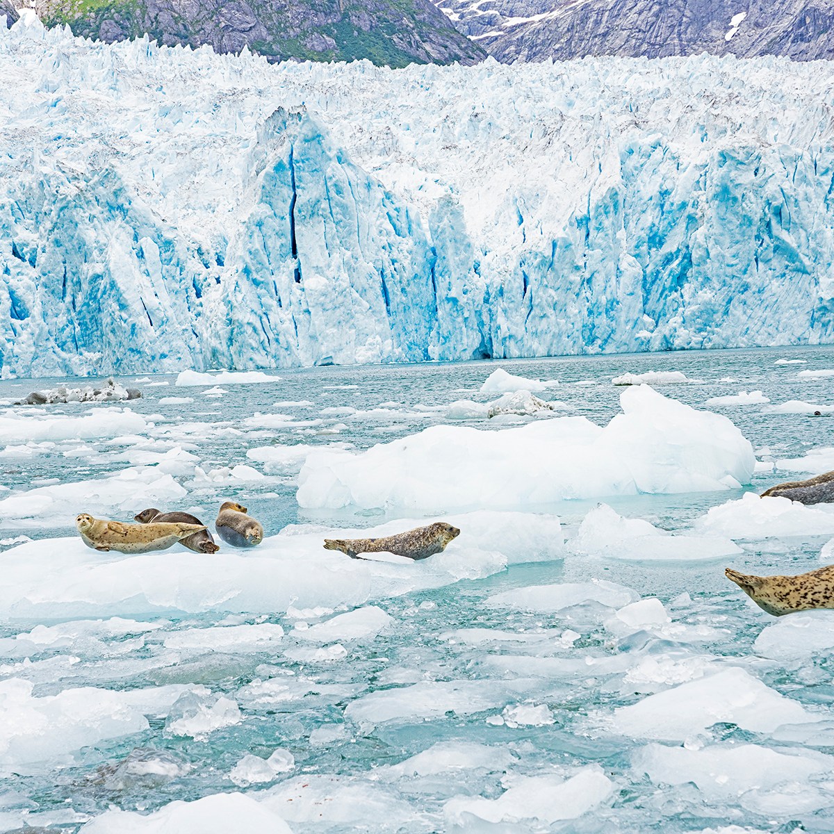 a close up of a snow covered mountain