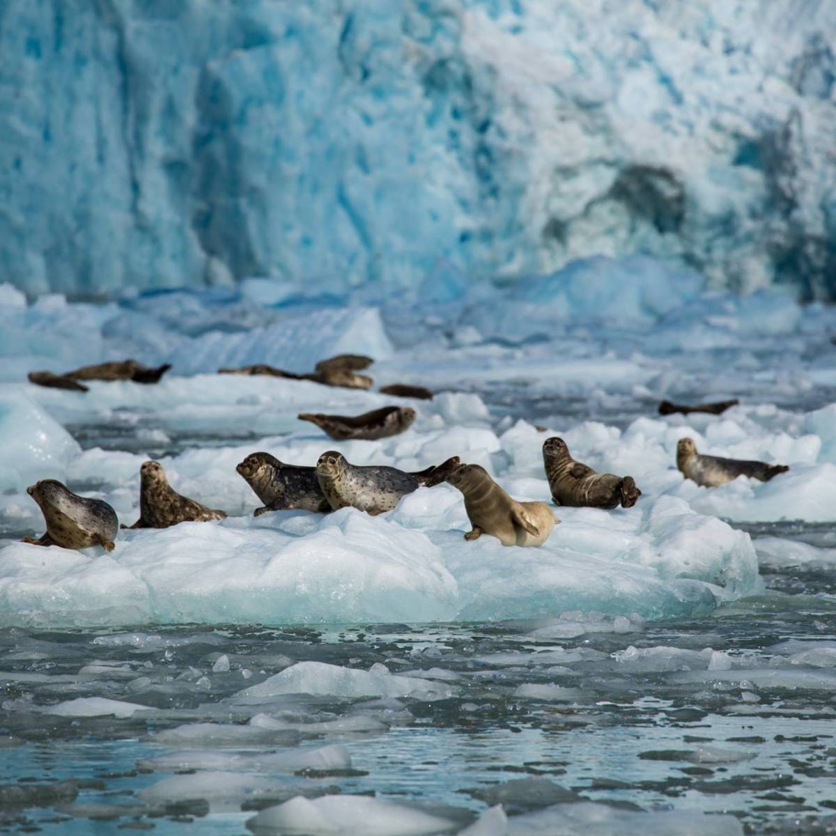 Harbor Seals on LeConte Glacier