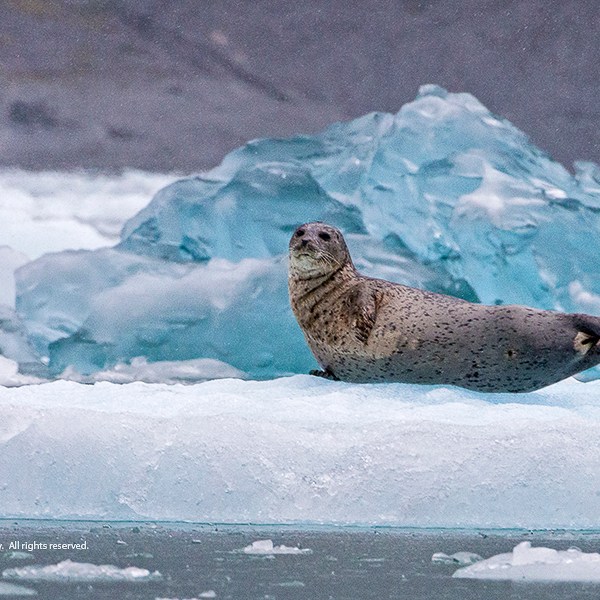 a bird sitting on top of a snow covered mountain