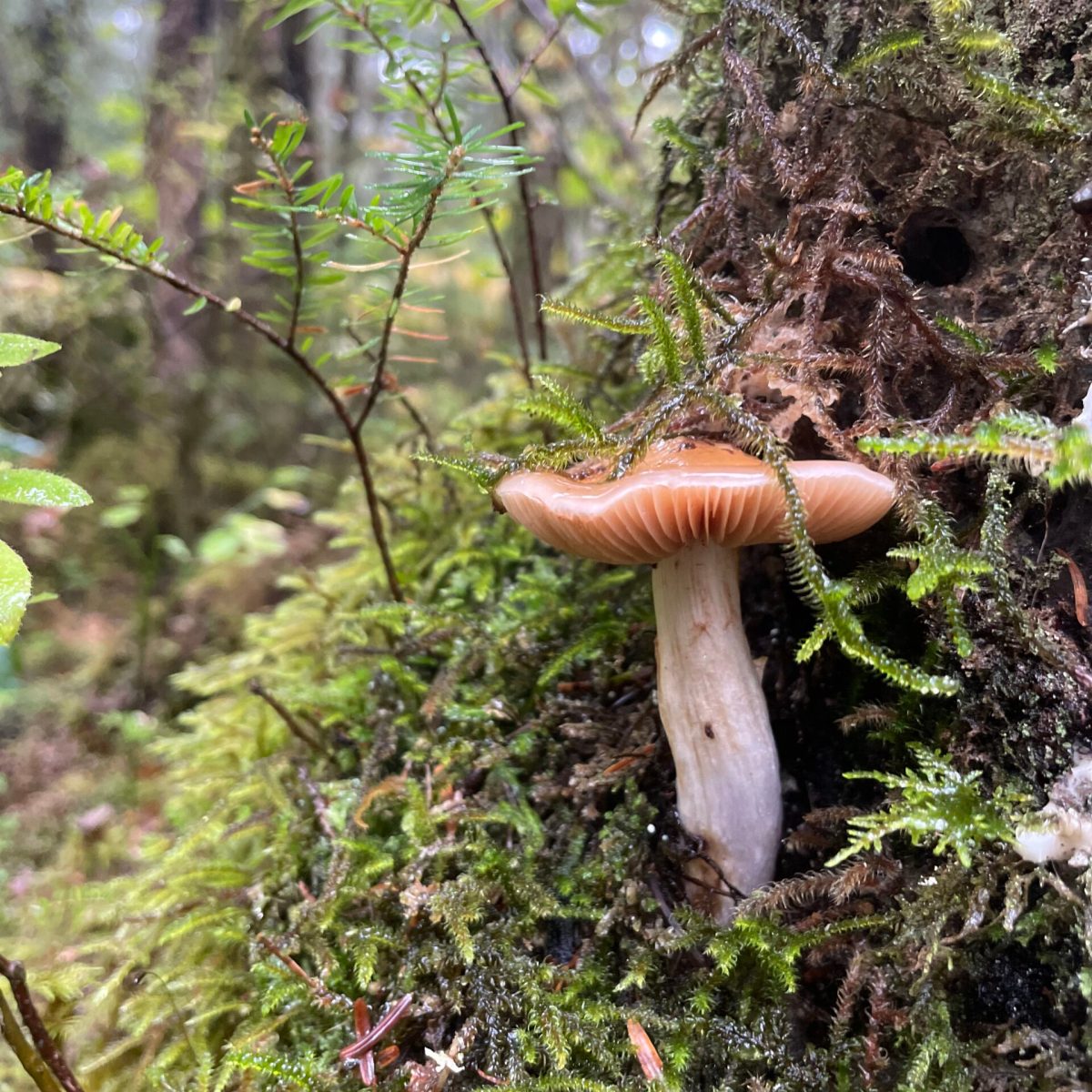 a close up of some bushes