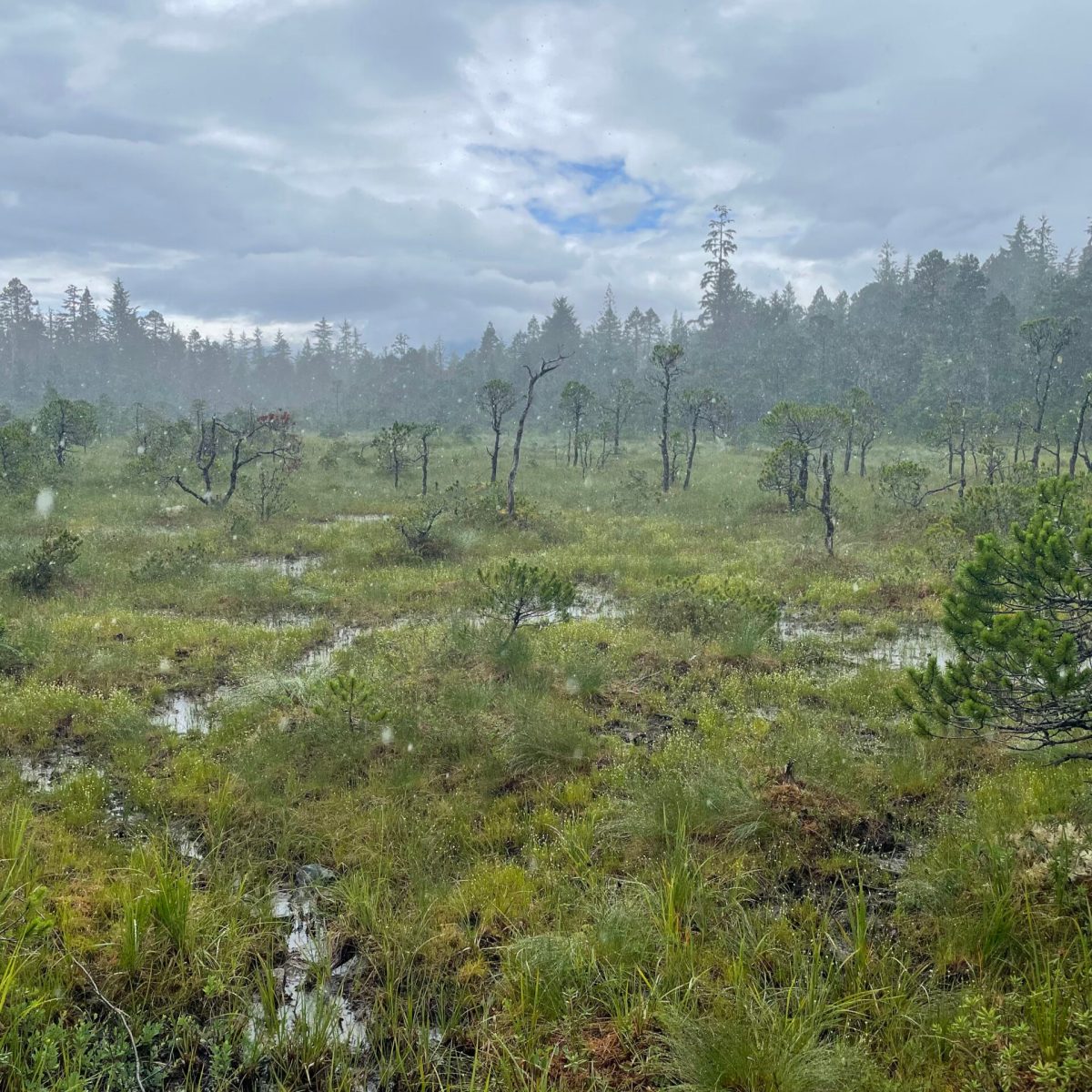 a large tree in a field