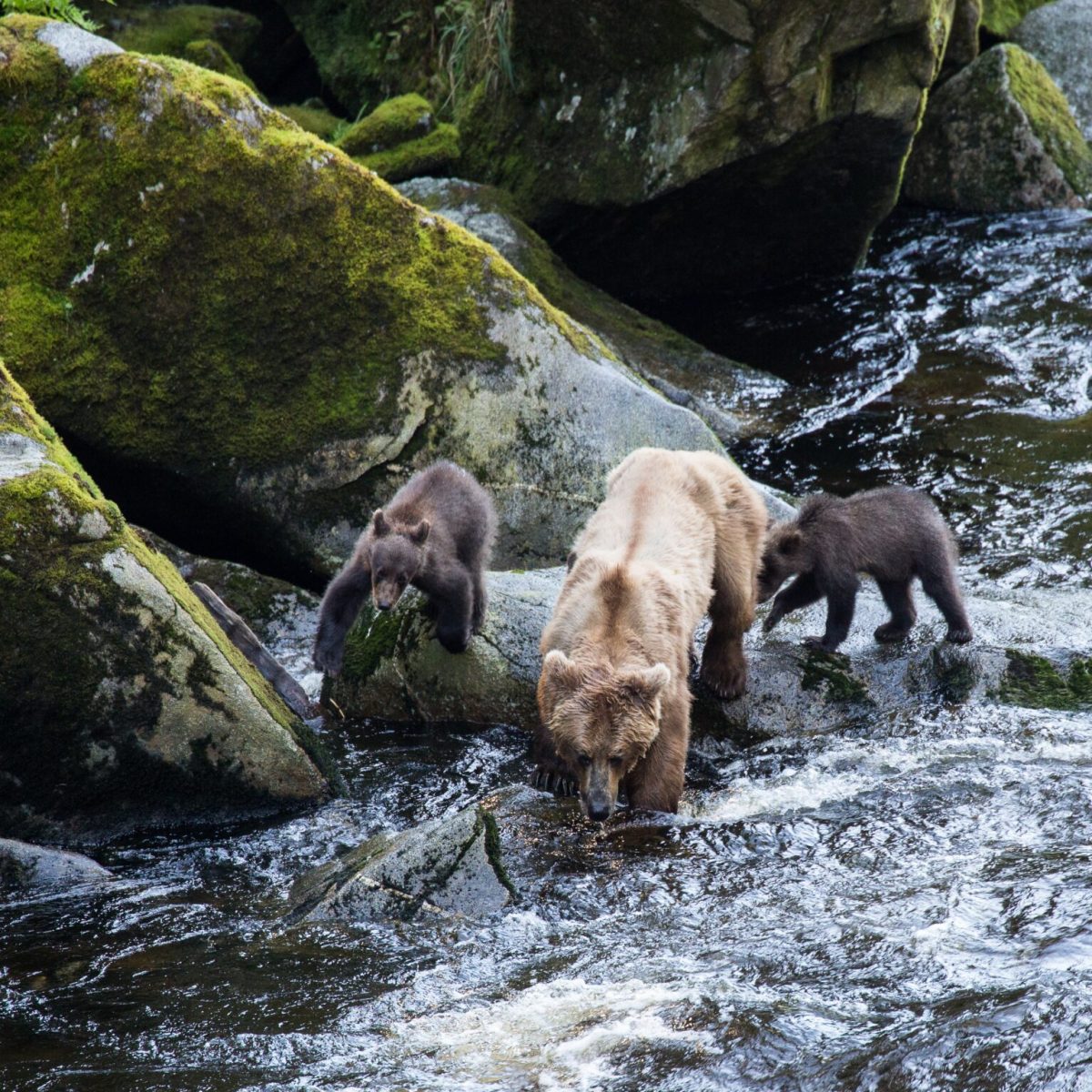 a bear that is standing on a rock next to water